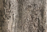 Fototapeta Desenie - texture of the tree trunk