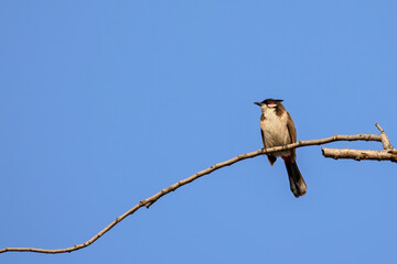 Wall Mural - Close-up Red-Whiskered Bulbul or Crested Bulbul was Perched on Branch Isolated on Blue Sky