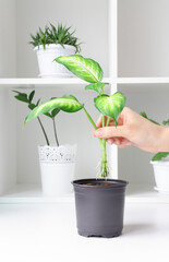 Planting a home plant with good healthy roots in a flower pot. Love for home plants.