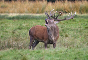 Poster - Close up of a red deer stag at a rut. He is bellowing and has grass on his antlers as he stands alone in a field