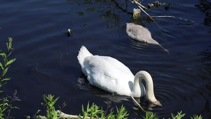 Wall Mural - cygne et ses bébés sur un lac