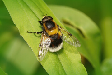 Sticker - Closeup shot of Volucella bombylans on a green leaf