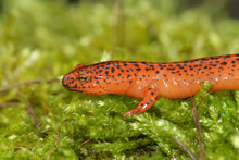 Closeup Shot Of Southern Red Salamander On Green Moss