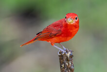 Red Tanager In Green Vegetation. Bird On The Big Palm Leave. Summer Tanager, Piranga Rubra, Red Bird In The Nature Habitat. Tanager Sitting On The Big Green Palm Tree. Wildlife Scene From Natur