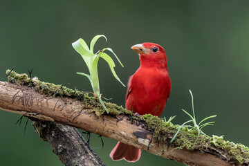 red tanager in green vegetation. bird on the big palm leave. summer tanager, piranga rubra, red bird