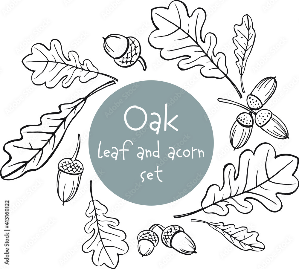 hand draw set of oak leaves and acorn, black and white sketch. Ideal ...