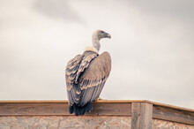 Vulture Watching