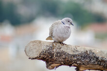 Turtledove On A Branch