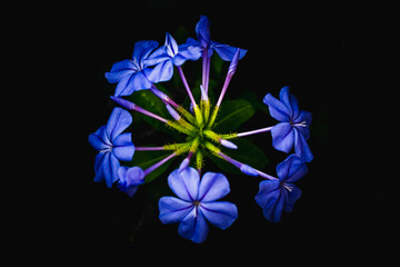 Wall Mural - Cape leadwort or plumbago auriculata flowers on natural background