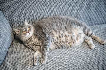 fat british cat lies on the couch