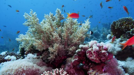 Wall Mural - Soft Coral Broccoli and Colorful Fishes. Picture of broccoli coral Litophyton arboreum and colourful fish in the tropical reef of the Red Sea Dahab Egypt.