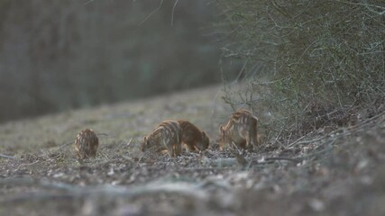 Wall Mural - closeup young wild boars sus scrofa calm piggy walking to meadow. wildlife tranquil scene of animals