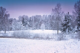 Fototapeta Las - Winter wonderland in Latvian country side. Beautiful nature in sunset colors.