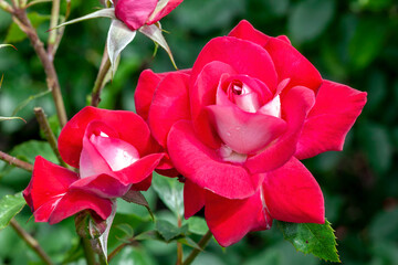 Rose Molly McGredy, (rosa) a floribunda spring summer flowering plant with an red white  summertime flower, stock photo image