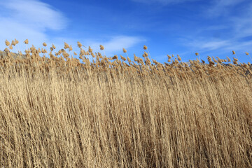 Poster - Dry fluffy reed, nature background.