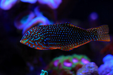 Sticker - Ornate Leopard Wrasse - (Macropharyngodon ornatus) 