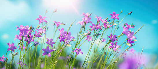 Fotomurales - Lovely lilac flowers bells on background of blue sky outdoors in nature. Summer spring natural landscape.