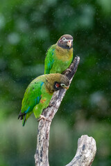 Brown-hooded Parrot, Pionopsitta haematotis, portrait of light green parrot with brown head. Detail close-up portrait of bird from Central America. Wildlife scene from tropical nature