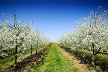 Orchard In Bloom, Flowering Apple Trees