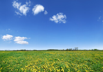 Wall Mural - idyllic view, green and flowery meadow