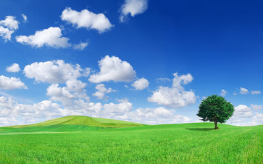 Wall Mural - idyllic landscape, lonely tree among green fields