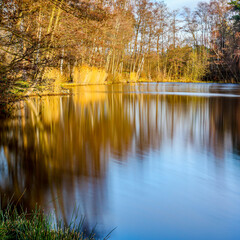 Wall Mural - Pond with reflection in the water surface of surrounding bare trees in Brunssummerheide nature reserve, sunny winter day in South Limburg, Netherlands. Long exposure photography