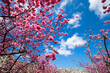 © IWA-ANI - 今帰仁城跡の寒緋桜