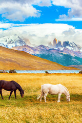 Canvas Print - Gorgeous bay and white mustangs