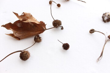 Sticker - Dry sycamore seeds fell from the tree and lie in the snow next to a dry leaf