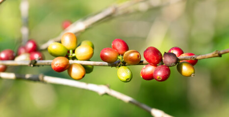 Wall Mural - Fresh coffee beans