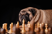 Close Up Of Big Pug With Chess Pieces On Chessboard. Thoughtful Pretty Dog Playing Chess On Black Background.