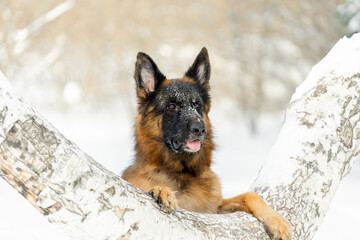 Wall Mural - The German Shepherd folded his paws into a tree.