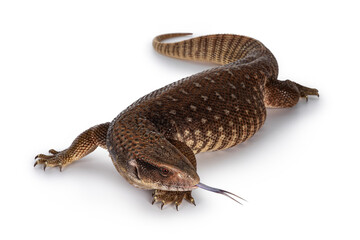 Fototapete - Top view of young Savannah Monitor aka Varanus exanthematicus lizard. Isolated on white background.