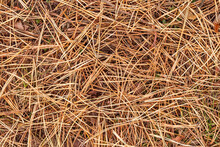 Fall Brown Lying Pine Needles Season Background, Autumn Nature Texture Of A Ground, Fallen Pine-needles Backdrop
