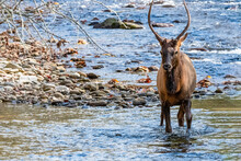 Young Wild Bull Elke Crossing A Shallow River Facing The Camera, He Just Crossed A Rocky Outcrop, It Is Summertime In The Great Smoky Mountains National Park Cherokee NC. 
