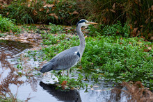 London, England - November 29 2020: Grey Heron, Ardea Cinerea, Hunting For Food In Shallow Pond Waters Of Bushy Park, London, UK