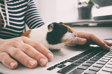 Wall Mural - Woman working with laptop and little guinea pig sitting near her