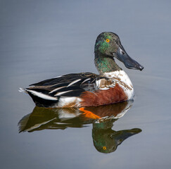 Wall Mural - male northern shoveler drake (Spatula clypeata) looking at camera, orange eye, green head, brown chest, orange foot showing, swimming in clear, flat, smooth water.  exceptional detail when zoomed in 