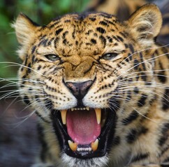 jaguar head with open jaws