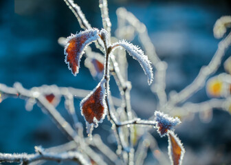 Wall Mural - Frost