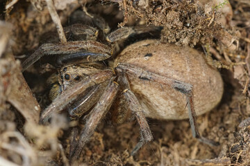 Closeup of an adult wolf spider in the ground