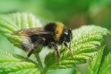 Selective Focus Closeup Of  A Male Forest Cuckoo Bumblebee On The Leaves