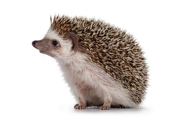 Fototapete - Adult male Four toed Hedgehog aka Atelerix albiventris. Sitting side ways, looking curiously up. Isolated on a white background.