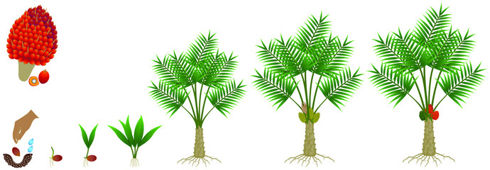 Canvas Print - Cycle of growth of a oil palm tree on a white background.