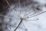 Fototapeta Dmuchawce - snow covered branches