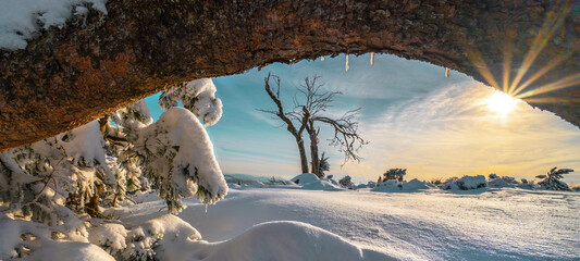 Stunning panorama of snowy landscape and tree in winter in Black Forest - Frozen snow winter wonderland Schliffkopf sunset sunbeams