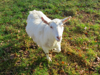 Wall Mural - pretty white goat on a sunny spring day