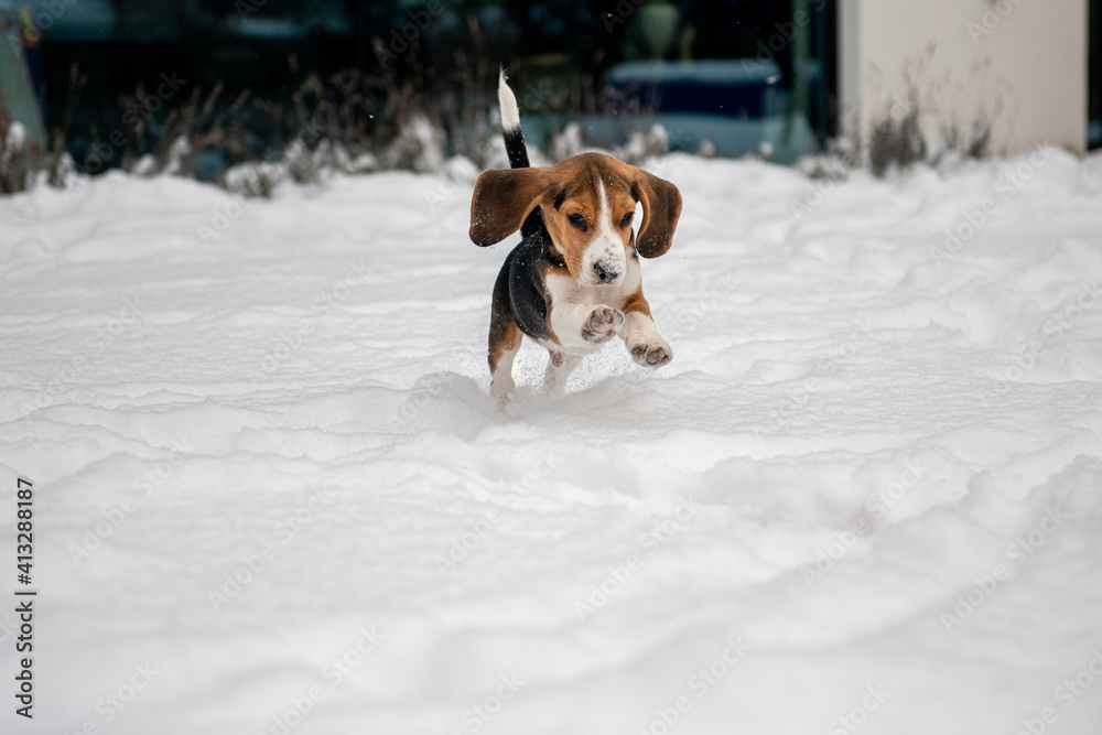 szczęśliwy szczeniak beagle podczas zabawy na śniegu - obrazy, fototapety, plakaty 