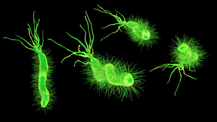 Sticker - Helicobacter pylori bacterium