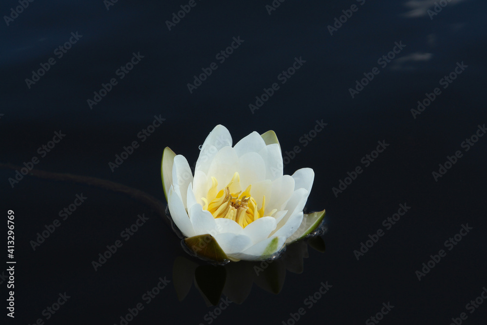 European white water lily (Nymphaea alba, white water rose or nenuphar) is reflected in the dark blue water surface - obrazy, fototapety, plakaty 